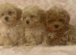 Adorable Maltipoo puppies
