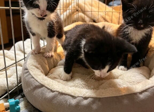 Kittens
