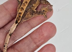 Crested Gecko Babies