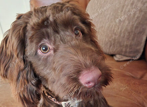 Coco needs a new home