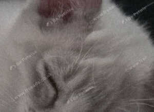 REDUCED Gorgeous pure Ragdoll