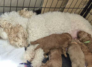 4 beautiful female cockapoos for sale