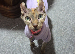 Elf eared female sphynx