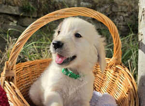 Golden Retreiver puppies. KC