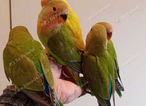 Hand reared baby Lovebirds for sale.