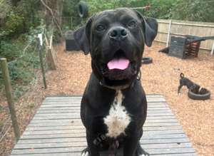 Rome- Dogue de Bordeaux x cane corso