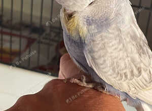 Tame baby budgies straight from parents