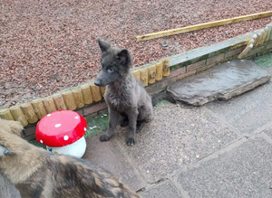 3 beautiful rare german shepherd pups