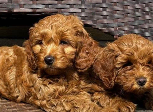 F1B Cavapoo Puppies