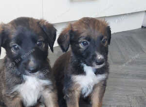 Gorgeous Lurcher puppies Greyhound cross
