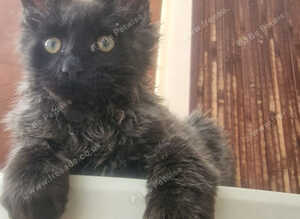 Maine Coon boy