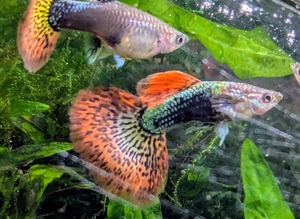 QUALITY GUPPIES by pairs line bred, producing fish identical to Parents;