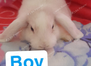 Mini lop
