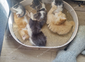Kittens