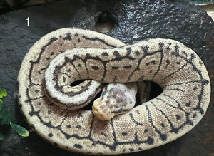 CB26 Royal pythons hatchlings