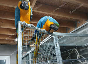 Bonded pair BG Macaws