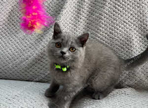 Pure Breed British Shorthair Kittens