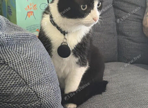Missing Tuxedo Cat