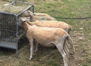 2 x Cull Ewes