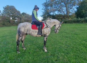 17.2 ISH gelding