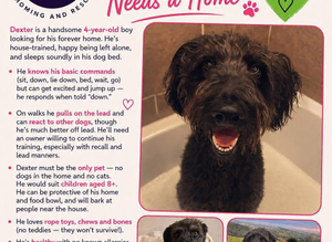 Dexter- Labradoodle