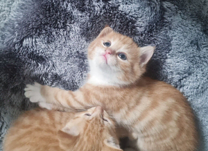 Kittens
