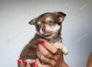 Longhaired Chihuahua puppies / Last pup