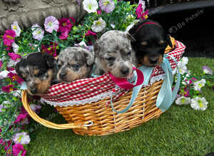 4 beautiful boys looking for a place to call home!