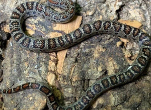 Granite San Louis Potosi Mountain King Snake at Birmingham Reptiles