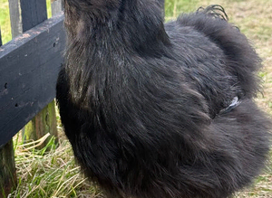 Silkie