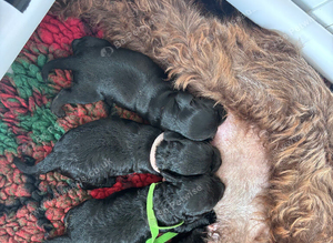Beautiful cockapoo puppies