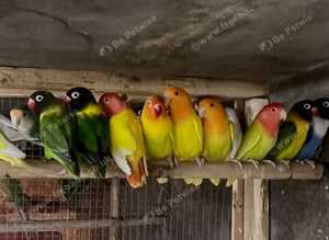 Cocktails Ringneck Lovebirds canaries