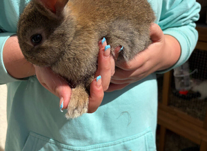 Rabbit