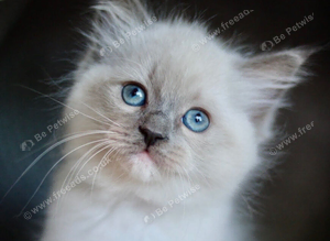 Absolutely Stunning GCCF Registered Blue Mitted Ragdoll Boy