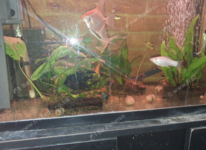 3 TANKS; 26 FISH - ANGEL; NEON;HARLEQUIN;MOLLIES;MINNOWS;