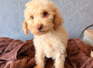 Last one Reduced &pound;600Ready now cocker  spaniel puppies