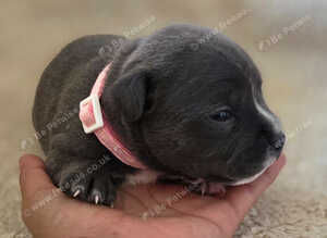 Kc Reg Blue Staffordshire Bull Terrier Puppies
