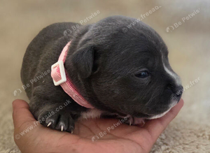 Kc Reg Blue Staffordshire Bull Terrier Puppies