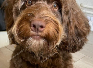 STUNNING PROVEN AND TESTED TRICOLOUR CHOCOLATE/TAN AND CREAM BOY FOR STUD