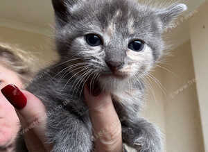 Five beautiful kittens