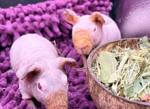 Skinny Pig Boys Ready Now