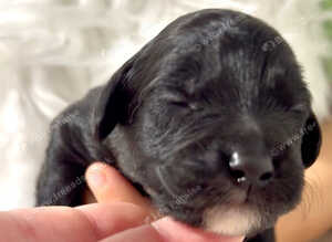 Mesmerizing golden doodle baby's