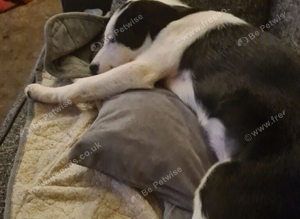 Border collie x