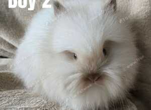 BEAUTIFUL PUREBRED LIONHEAD BABIES