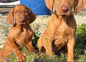 Stunning litter