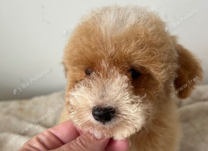 Poochon puppy&rsquo;s