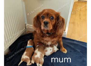 , adorable, health tested k.C registered Cavaliers