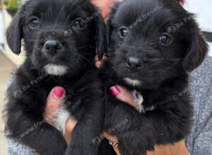WESTNAL PUPPIES FOR SALE - 5* licenced breeder