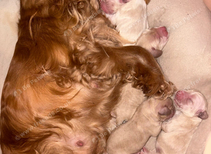 Cocker spaniel x golden retriever
