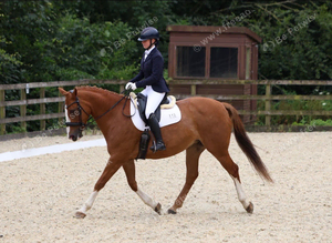 Join the team at The Ilkeston Stud